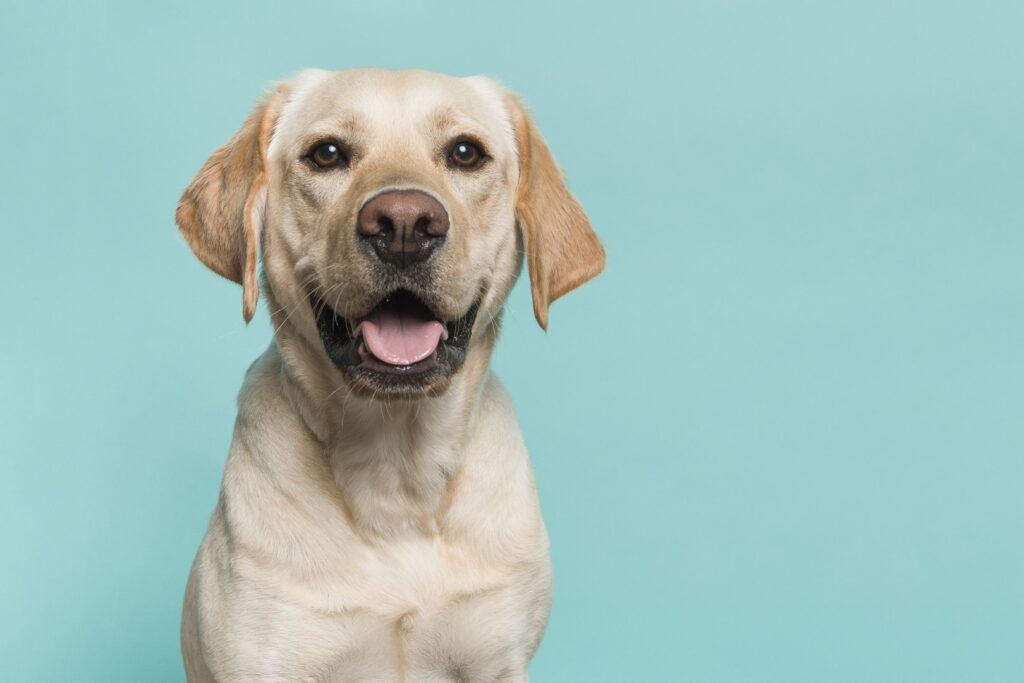 5 Prominent Dog Personality Styles DogsWorld