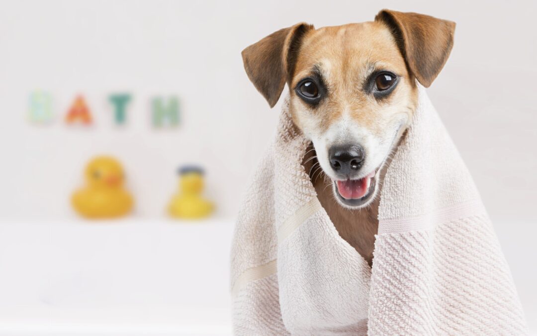 3 Secret Bath Benefits for Dogs