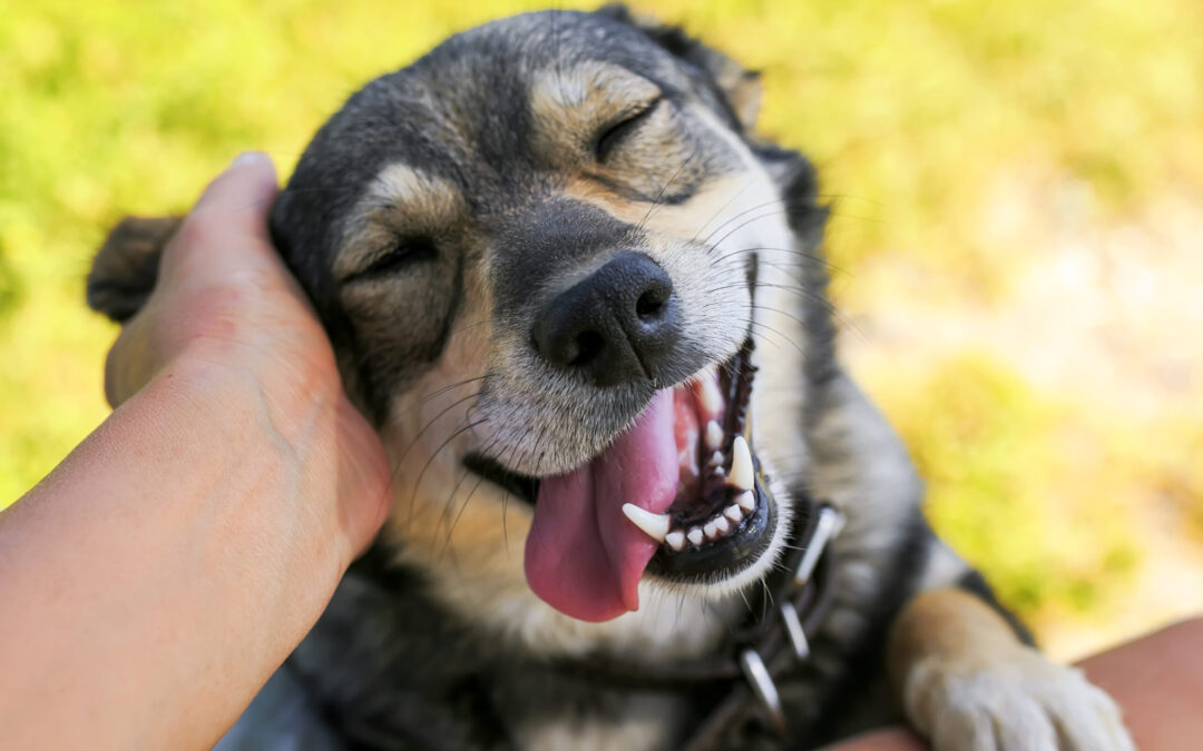 3 Things to Remember When Boarding a Special Needs Dog