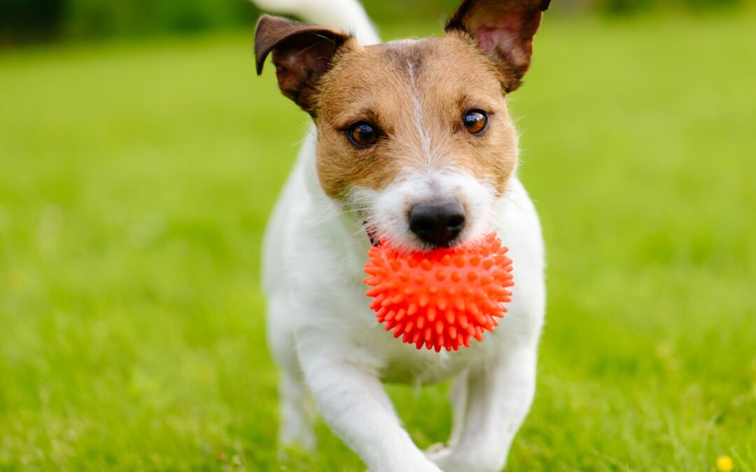 4 Ways Your Pet Benefits from Regular Doggy Daycare Visits