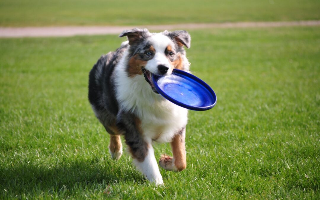 4 Pup Preferred Tips to Customize Your Dog’s Boarding Stay