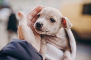 A hand caresses a terrier puppy’s face for adopting a dog blog.