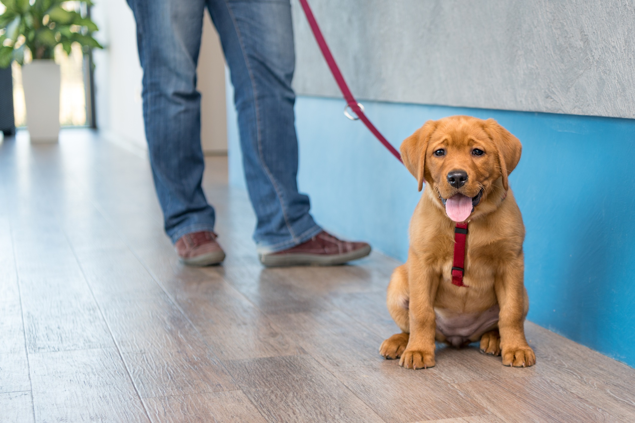 A Labrador puppy on a red leash and his owner check in at a pet resort for check-in when boarding your dog blog.