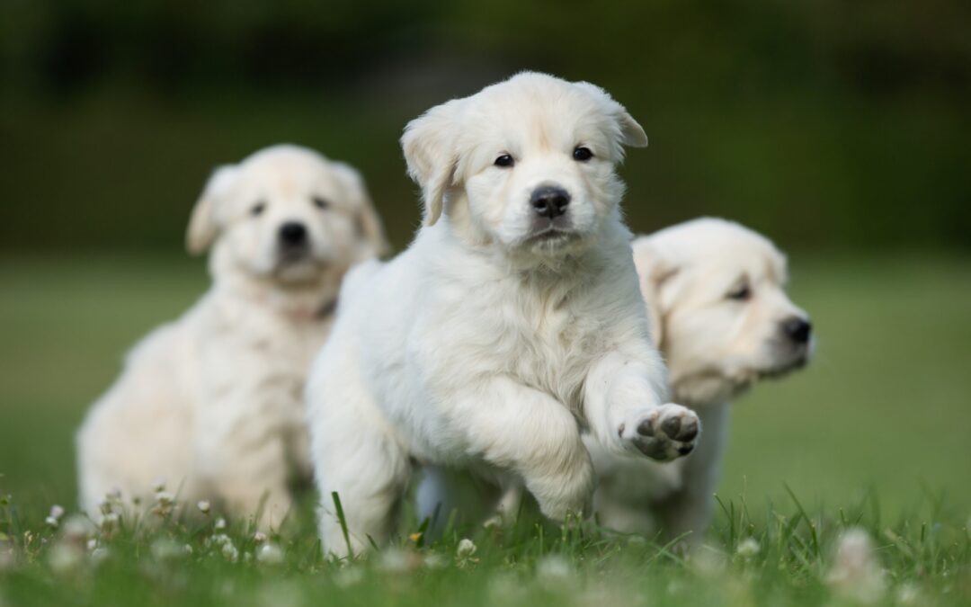 Voluntary Puppy Kindergarten Program Provides 3 Big Benefits to Your Little Dog