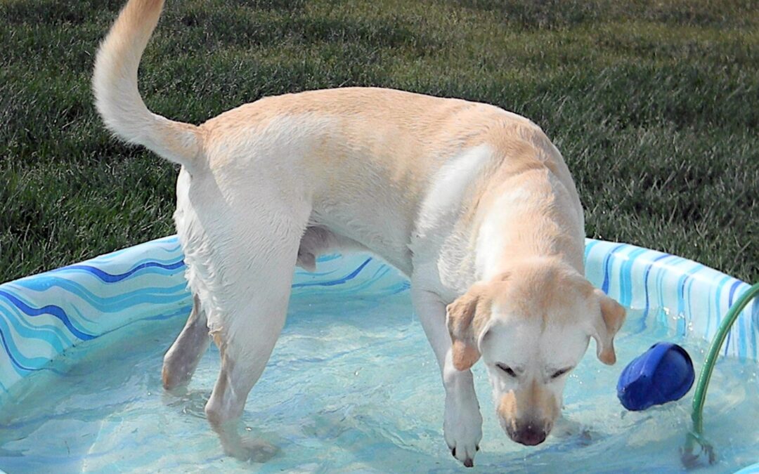 Beat the Heat at Doggie Daycare this Summer