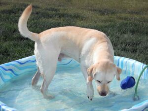 A large Labrador enjoys a plastic wading pool in the summer for the "Beat the Heat at Doggie Daycare" blog.