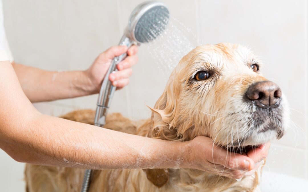 How Often Should Your Dog Be Bathed?