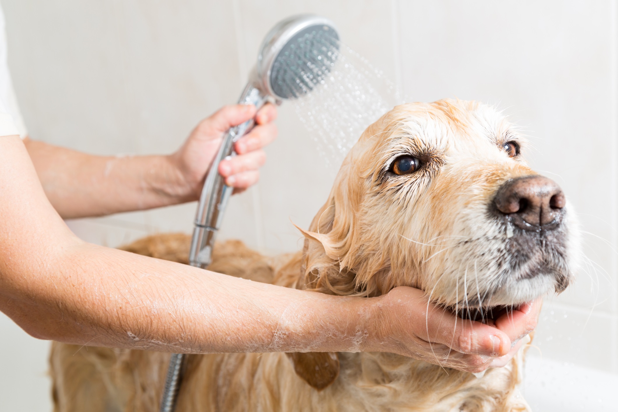 A Golden retriever receives a gentle rinse in the bath for "How Often Should Your Dog Be Bathed" blog.