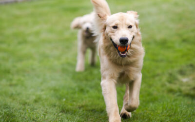 How Enhanced Dog Daycare Differs from Regular Group Play