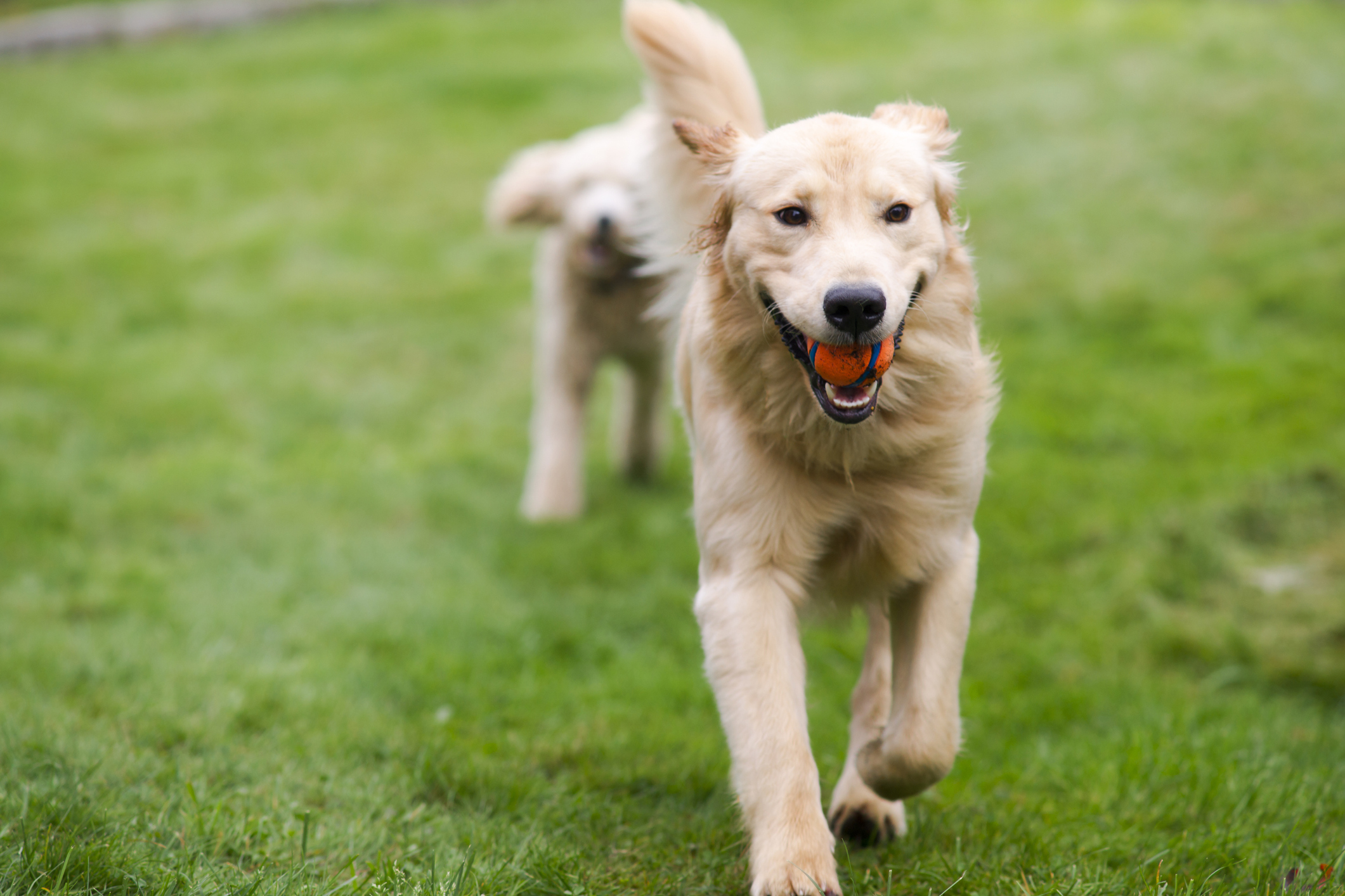 A golden retriever running with a ball in his mouth for the enhanced dog daycare blog.