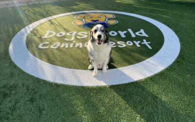 Why DogsWorld is the Best Pet Resort in Palm Beach County