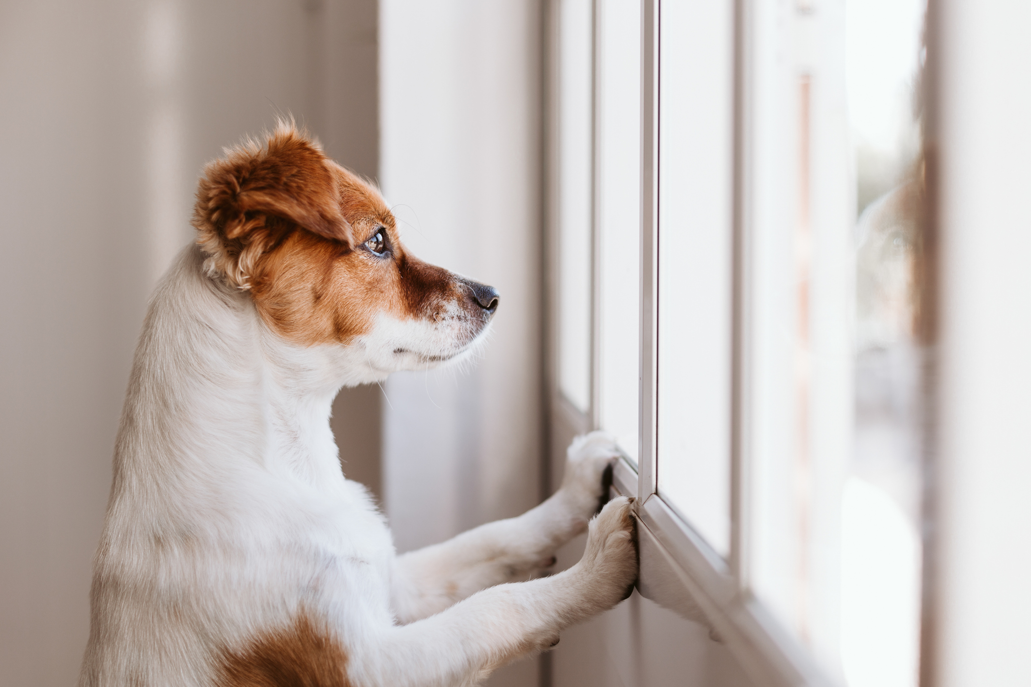 Dog alone for dogs with separation anxiety