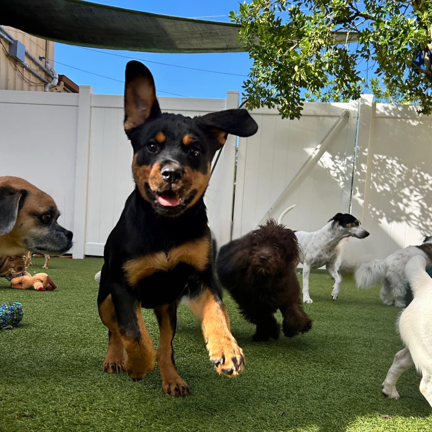 Dog Boarding at DogsWorld