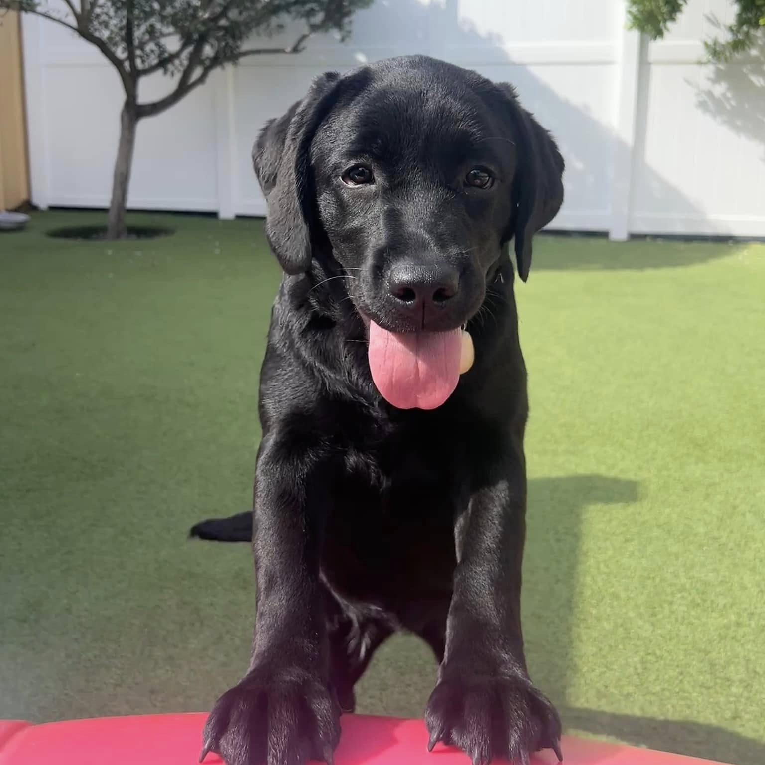 Dog Boarding at DogsWorld