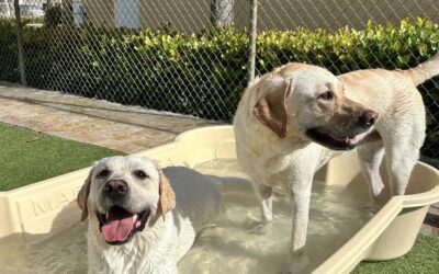 How Daycare Keeps Pets Active and Engaged During Hot Days
