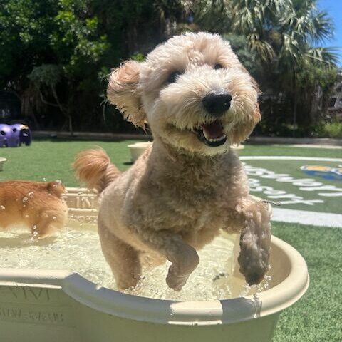 About Dogs World Resort in Jupiter, FL