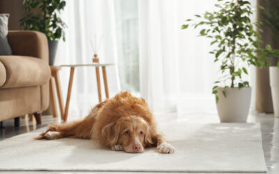 5 Signs Your Dog May Be Bored or Lonely at Home