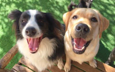 What Is ‘Temperament Testing?’ Meet DogsWorld’s Free Day of Play