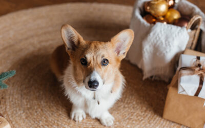How Dog Daycare Can Help Your Pet Beat Holiday Stress