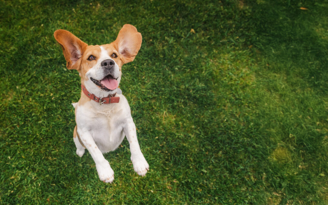5 Benefits of Dog Daycare for High-Energy Dogs
