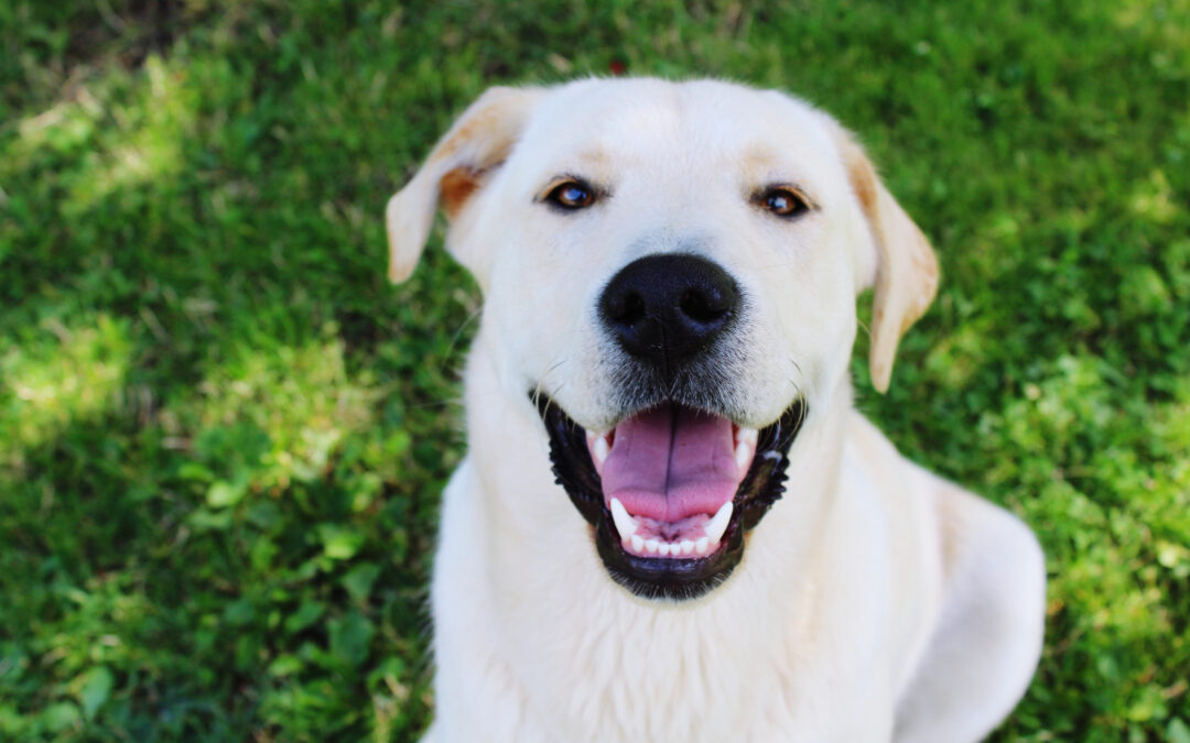 Luxury Dog Boarding vs. Standard Kennels: What Jupiter Pet Parents Should Know