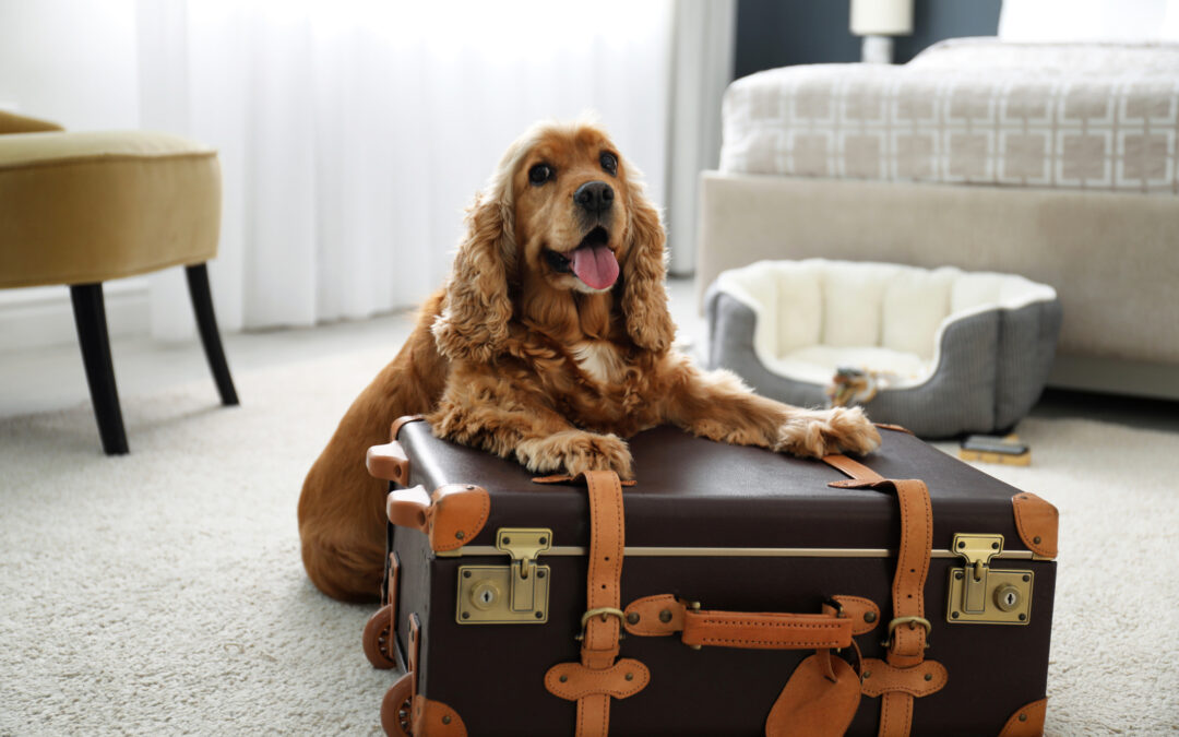 How to Prepare Your Dog for Their First Boarding Stay
