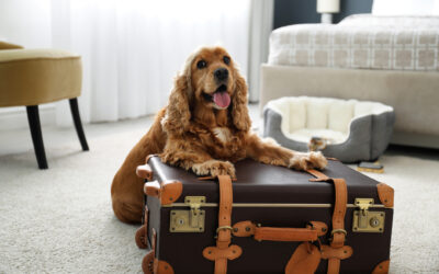 How to Prepare Your Dog for Their First Boarding Stay