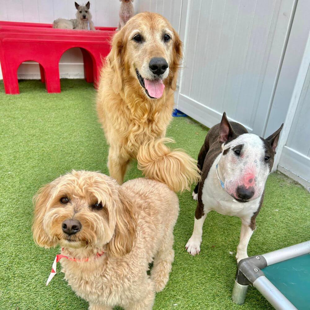 Three dogs playing outside at DogsWorld Resort near Port Salerno, FL