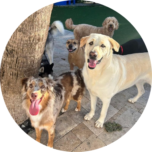 Group of happy dogs standing by tree at DogsWorld near Port Salerno, FL