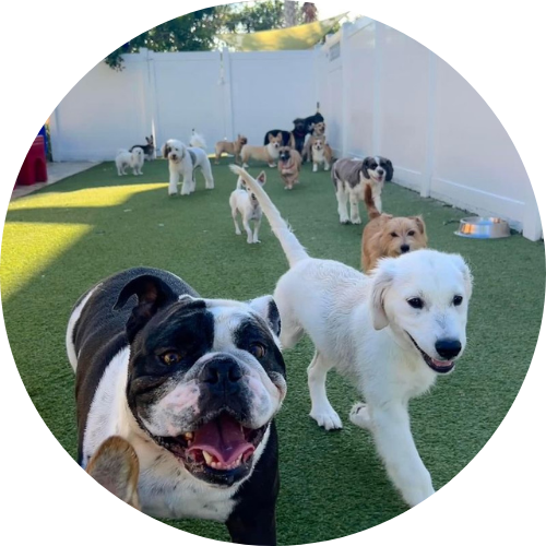 Dogs smiling and walking in grass at DogsWorld Resort near Port Salerno, FL