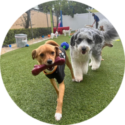 Two dogs walking in grass and one holding bone in mouth at DogsWorld Resort near Port Salerno, FL
