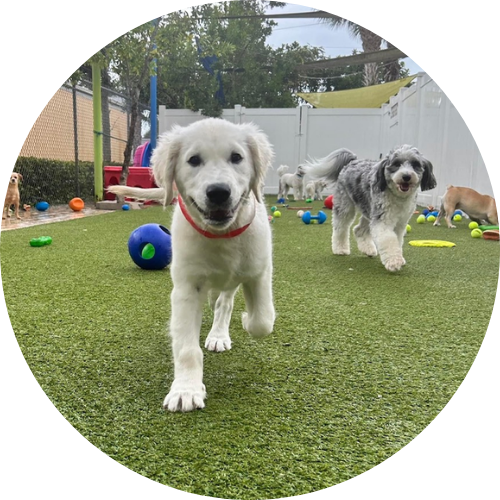 Puppy lab walking in grass at DogsWorld Resort near Port Salerno, FL