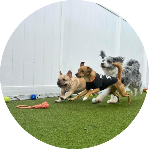 Group of small dogs running to toys at DogsWorld Resort near Port Salerno, FL