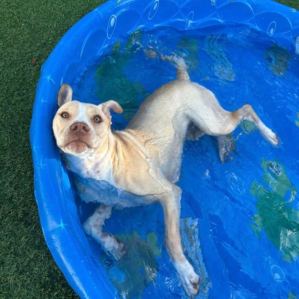 Tan and white dog laying in pool relaxing at DogsWorld Resort near Port Salerno, FL