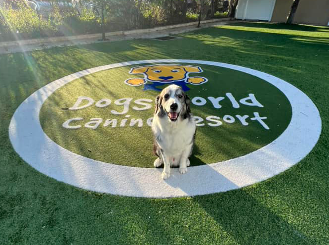 Black and white dog sitting on DogsWorld logo on turf at DogsWorld Resort for Dog Boarding near North Palm Beach, FL