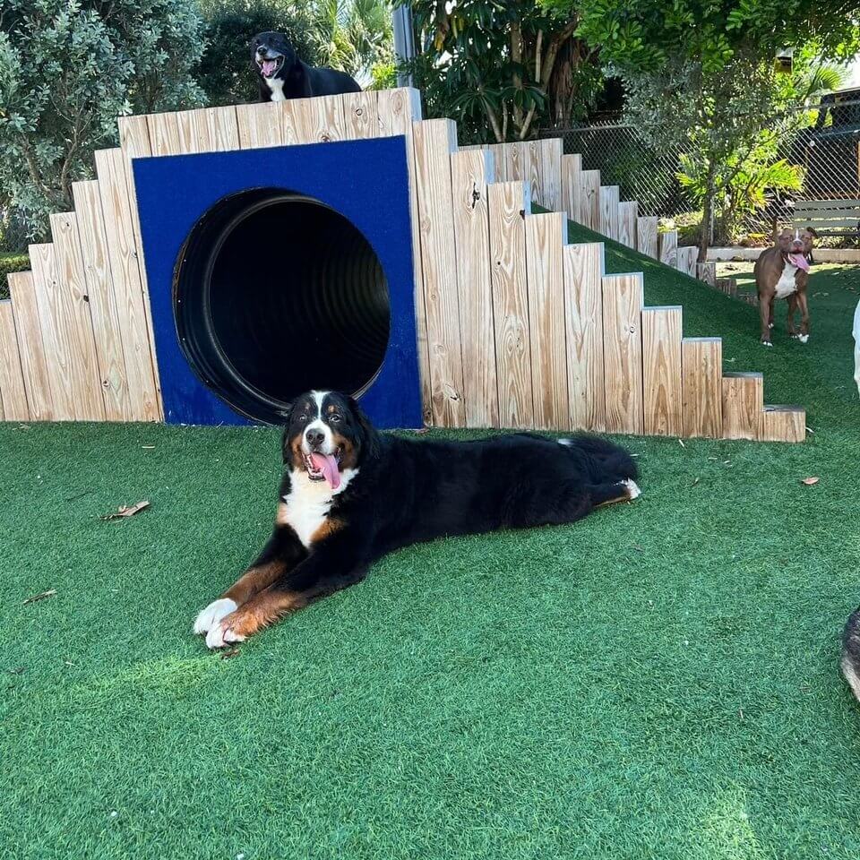 Black and white dog laying outside in turf by slide at DogsWorld Resort for Dog Boarding near North Palm Beach, FL