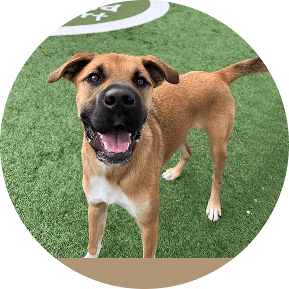 boarding-banner_03 Brown dog smiling outside on turf at DogsWorld Resort for Dog Boarding near North Palm Beach, FL