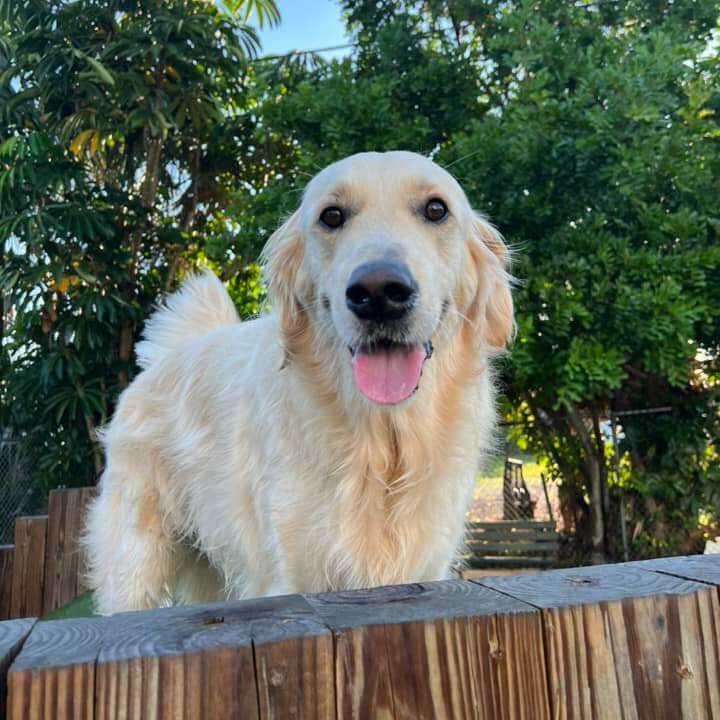 Golden Retriever sticking tongue out at DogsWorld Resort for Dog Boarding near Jupiter Farms, FL