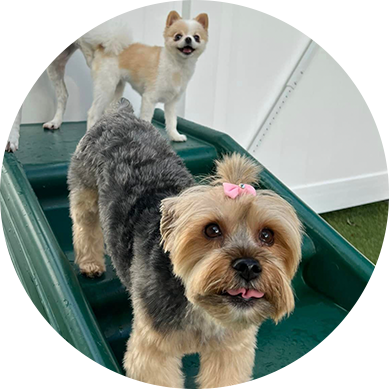 Yorkie and small dog standing on green stairs at DogsWorld for Dog Boarding near Jupiter Farms, FL