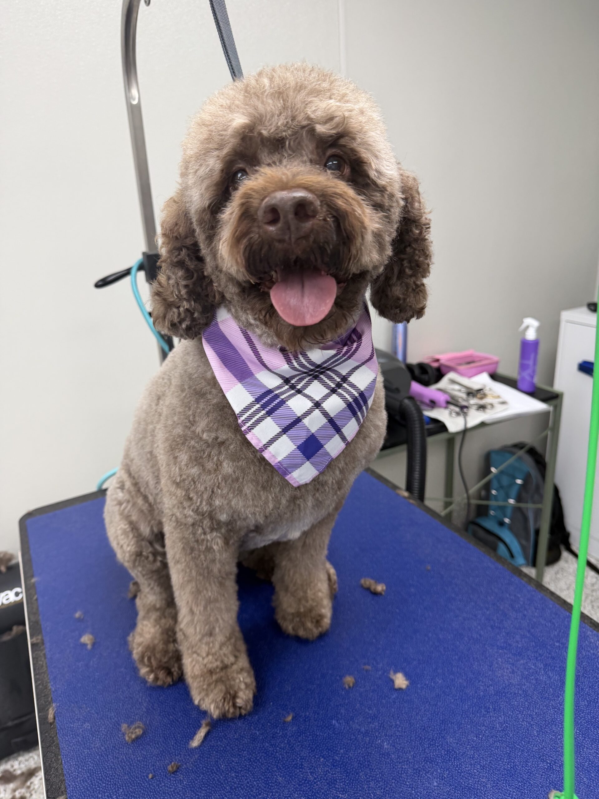 Fluffy brown dog wearing purple plaid bandana after haircut for Dog Grooming at DogsWorld Resort in Jupiter, FL