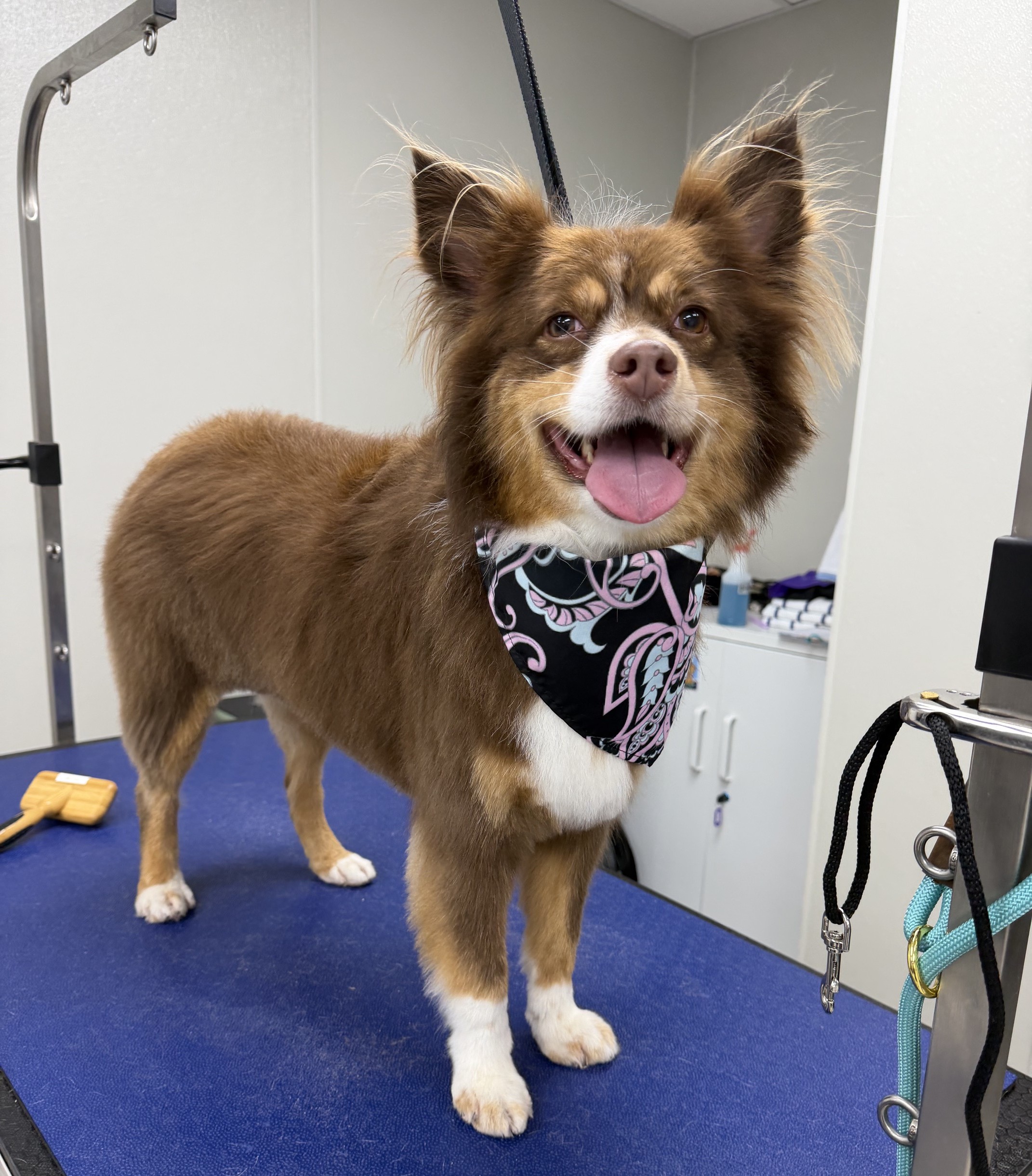 IMG_1966sq Cute brown and white dog with purple bandana after haircut at DogsWorld for Dog Grooming in Jupiter, FL
