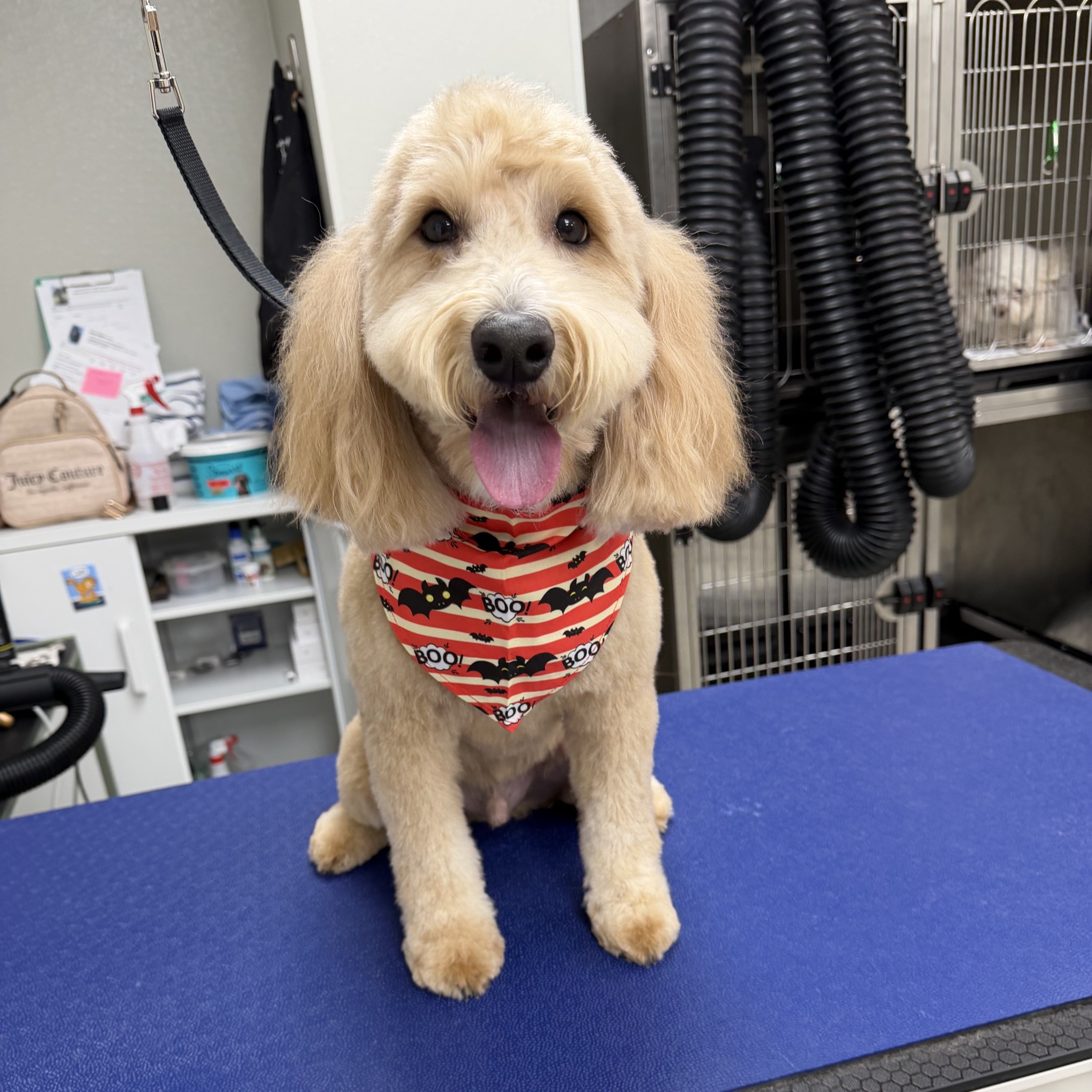 Happy yellow dog wearing Halloween bandana after haircut at DogsWorld Resort for Dog Grooming in Jupiter, FL